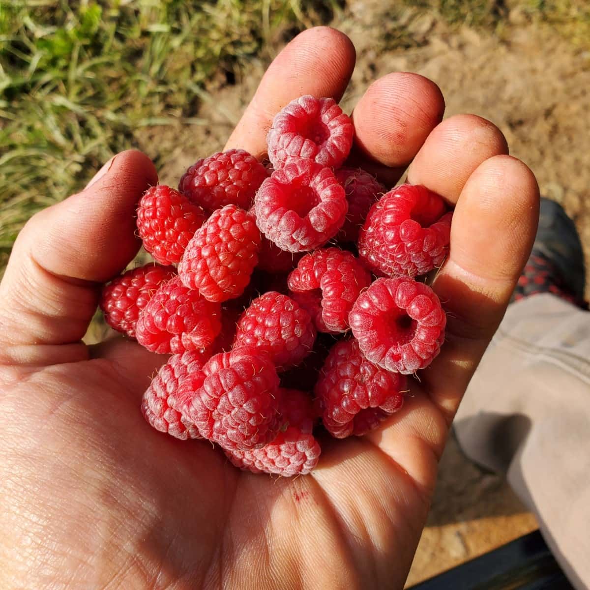 Pacific NW Raspberries Apical