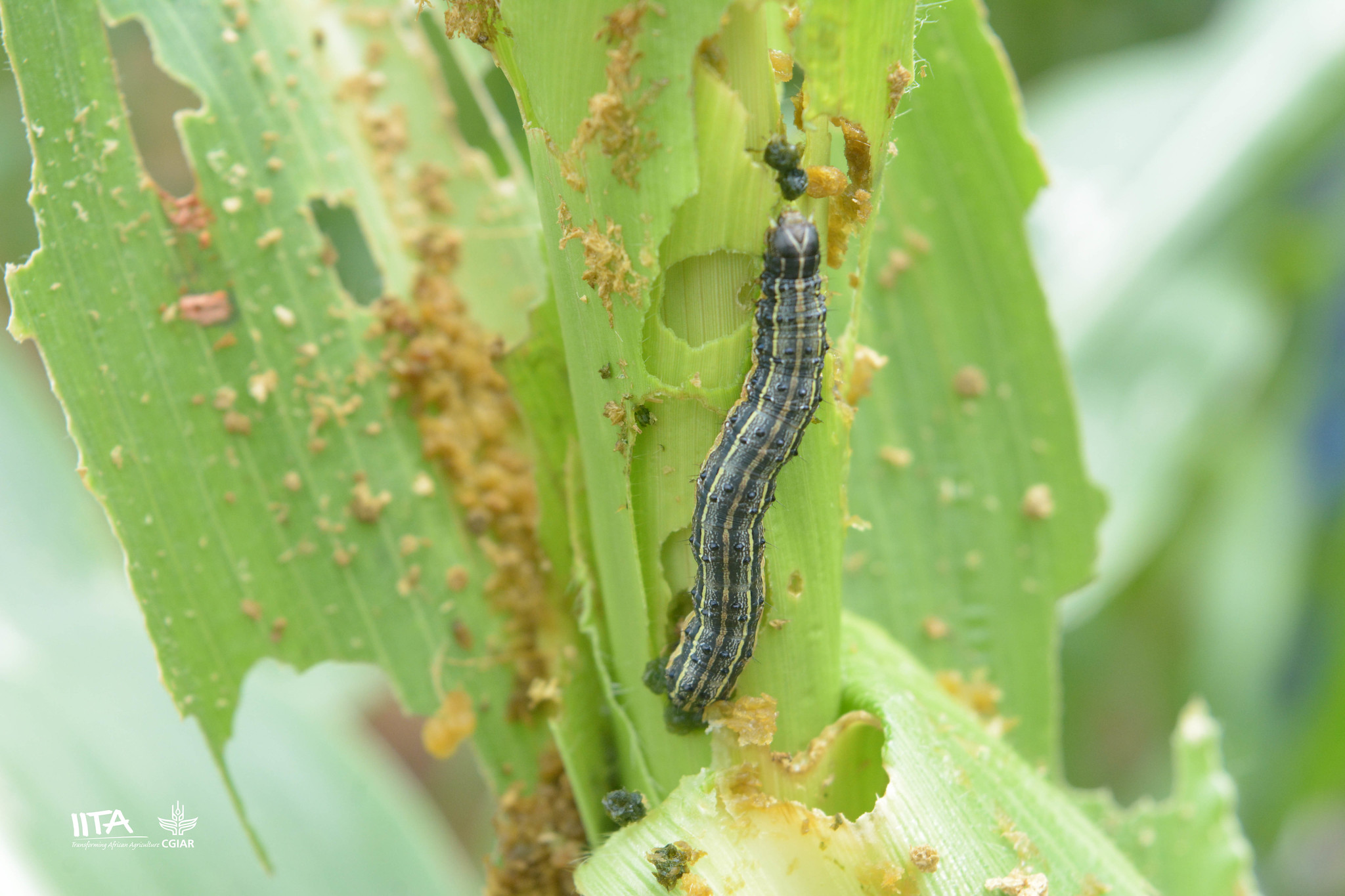 Noctuidae Moths - Apical