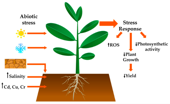 Abiotic Stress (Part 2) - Apical