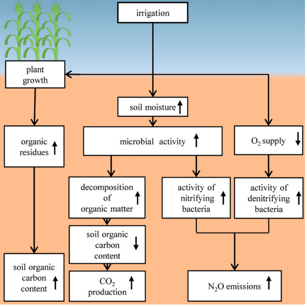 Irrigation For Soil Biology - Apical