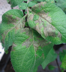 Phytophthora - Apical